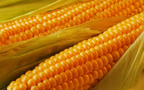 This Is Why Farmers Choose GMO Crops