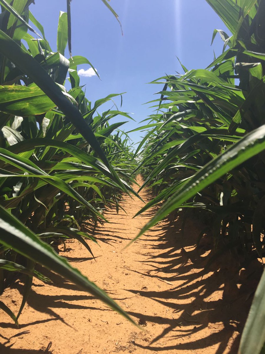 South Africa summer grains planting data reaffirm positive outlook for 2020/21 production season