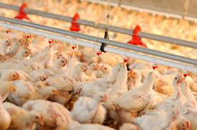 The effect of heat stress on broiler performance and strategies to reduce this effect