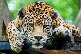 Wildlife traffickers target lion, jaguar and leopard body parts as tiger substitutes