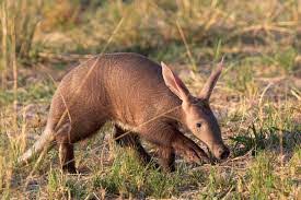 Aardvarks and climate change