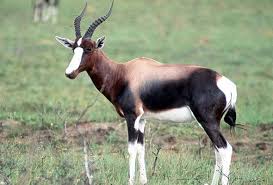 Die wildbedryf in 2020- Suid Afrika 