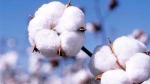 Bt cotton in Africa: Role models and lessons learned