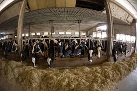 World Bank’s IFC pumped $1.8b into factory farming operations since 2010