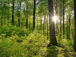 Discovering the forest wonders of Africa – and the threats they face