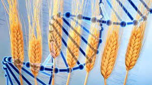Excitement over wheat genome sequencing grows