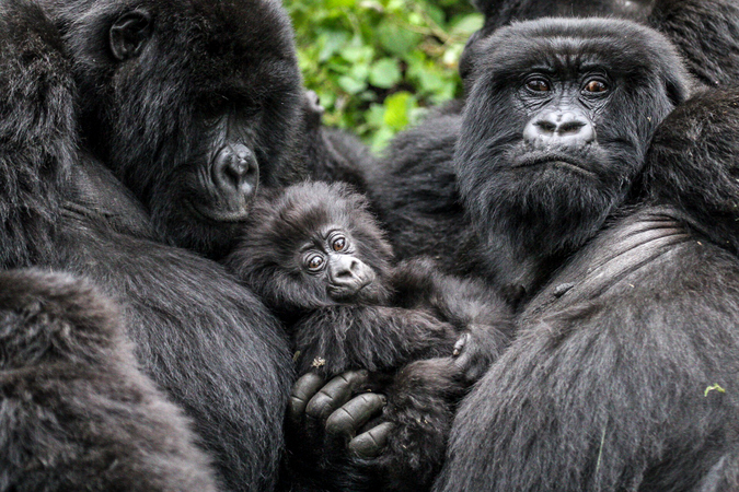 Transmission of diseases from humans to apes: why extra vigilance is now needed
