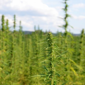 You’d have to be high not to get why hemp is so amazing