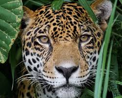 Jaguars are facing a grave new threat: Chinese medicine