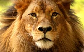 Trophy hunting quotas for South Africa in 2020: leopards, elephants and lion bone exports