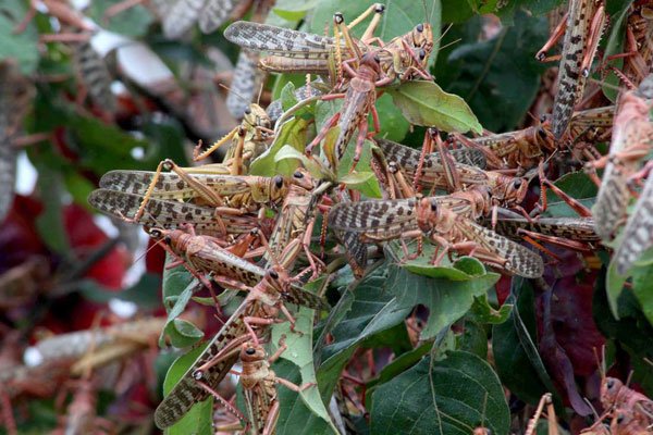 Second wave of locust invasion to hit in two months- Africa