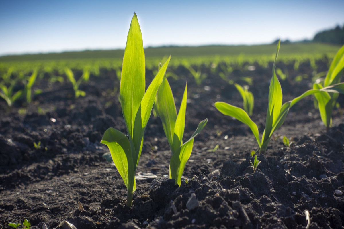 GM crops could support food security in Africa, new study suggests