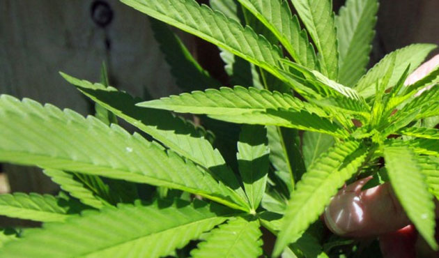 WHAT WILL THE CANNABIS ECONOMY MEAN FOR AFRICA?