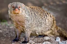 Female banded mongooses incite violence for better mating opportunities