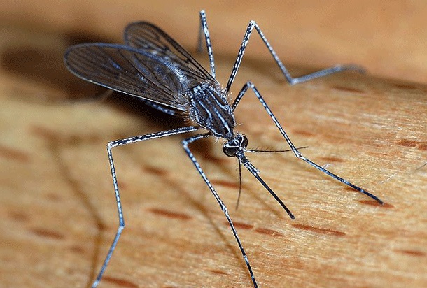 Some mosquitoes already have resistance to the latest weapon against malaria