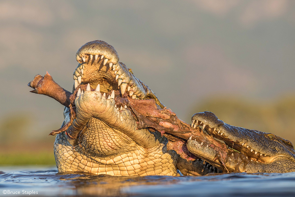 HERE BE DRAGONS - THE NILE CROCODILE