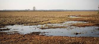 What’s Green, Soggy and Fights Climate Change?