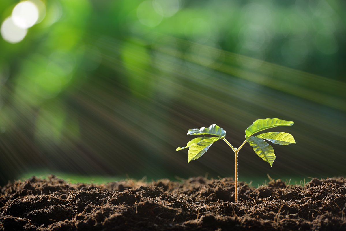 Soil organic cover
