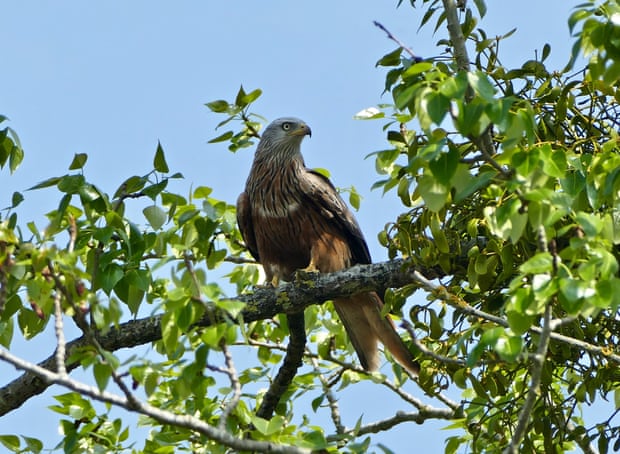 Red kites thriving in England 30 years after reintroduction