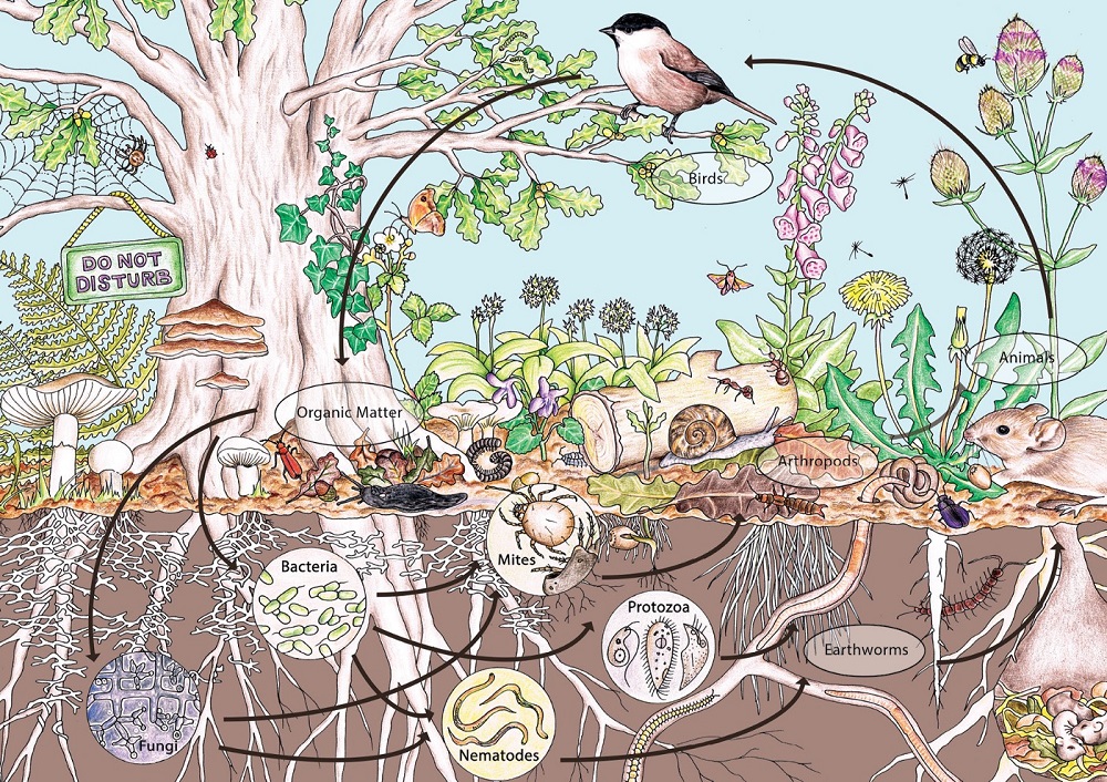 The fertility loop: a naive introduction to Regenerative Agriculture