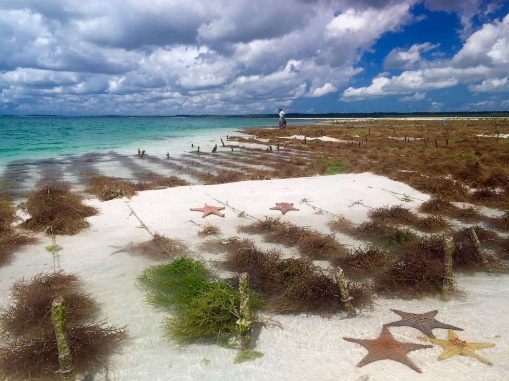 As seaweed becomes a top crop in East Africa, a new program will help farmers grow it sustainably