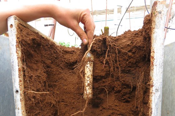 New sensor measures nitrate in soil real-time