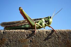 'This is huge': Locust swarms in Africa are worst in decades