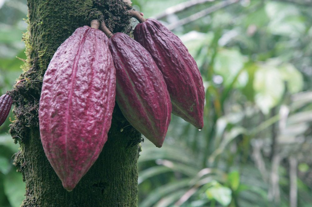 We Tested ‘WholeFruit,’ the Next Big Thing in Chocolate