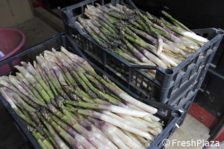 OVERVIEW GLOBAL ASPARAGUS MARKET- April 2021