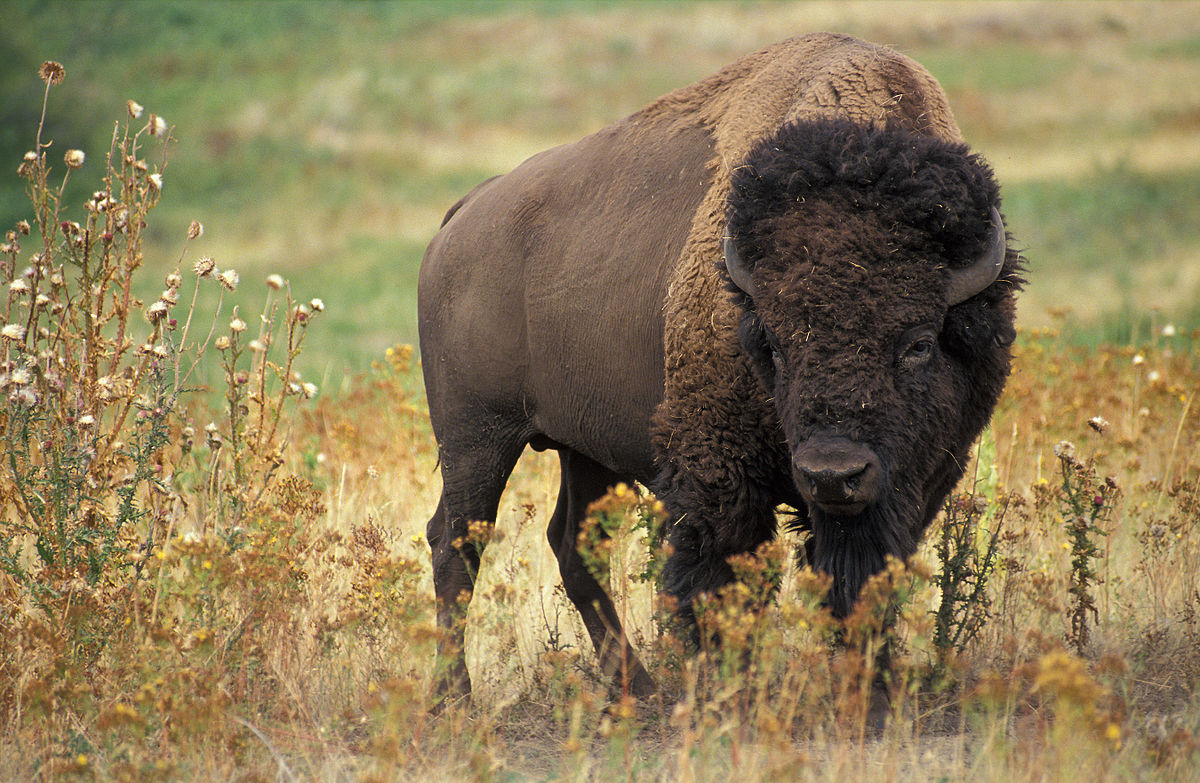 Largest Rewilded Bison Herd in Romania Supported by a Transport of 13 more from Germany