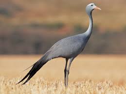 Britain's population of wild cranes on the up with 64 breeding pairs