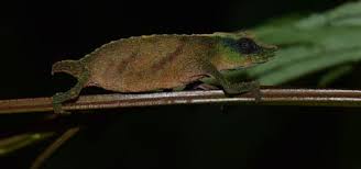 Malawi’s tiny Chapman’s chameleons are holding on for dear life