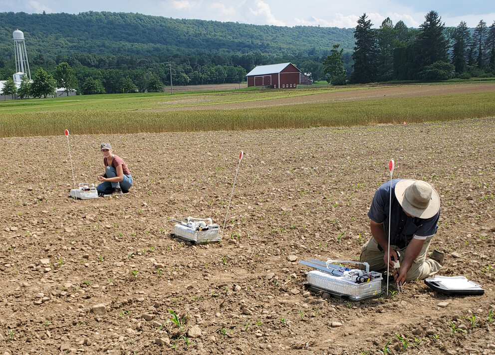 Reducing nitrous oxide emissions from cover crops