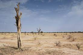 Africa’s drylands are getting more support. How to make the most of this