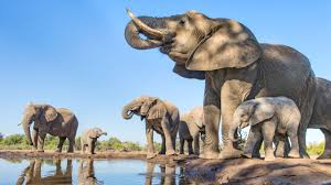China’s Wandering Elephants Have Charmed the World. But Steps Must Be Taken to Ensure Their Story Ends Happily