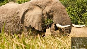 Bees – a solution to human-elephant conflict 