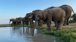 How forest elephants move depends on water, humans, and also their personality