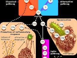 Are You Intolerant of Histamines In Your Food?
