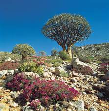 As drought ravages parts of the Karoo, life is becoming harder by the day for farmers and their livestock