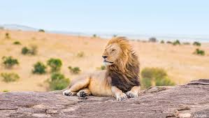 Lion nomad settles in Zinave NP – first in 30 years