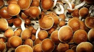 Psilocybin (Magic Mushrooms)