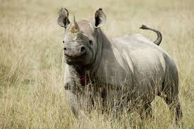 Moving African rhinos: what it takes to translocate an endangered species