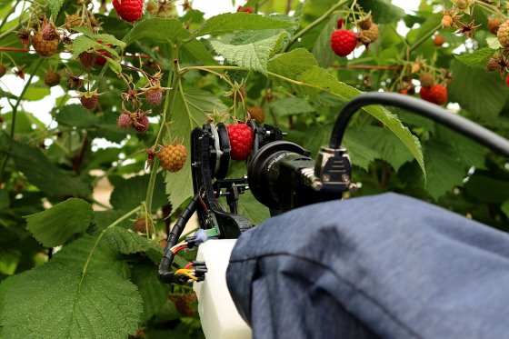 New investment to accelerate robotic harvesting