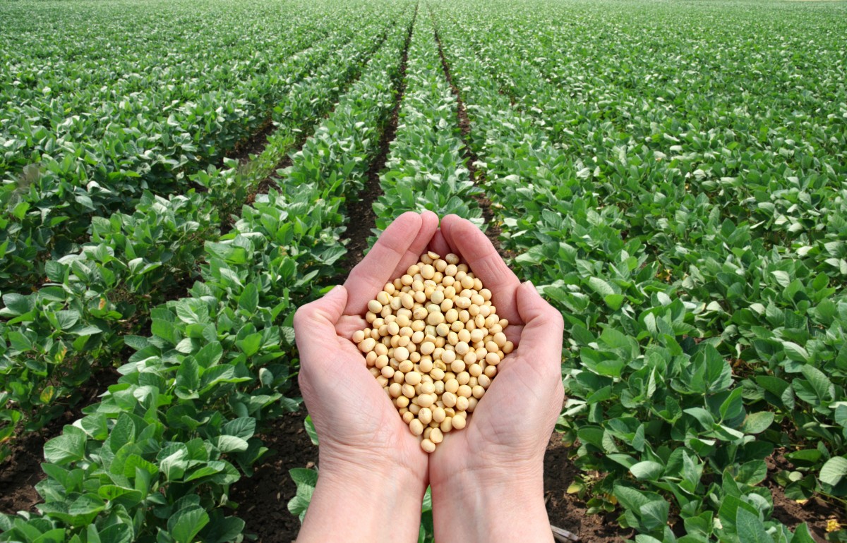 China's commercial cultivation of GM maize and soybeans would have serious implications for global agriculture