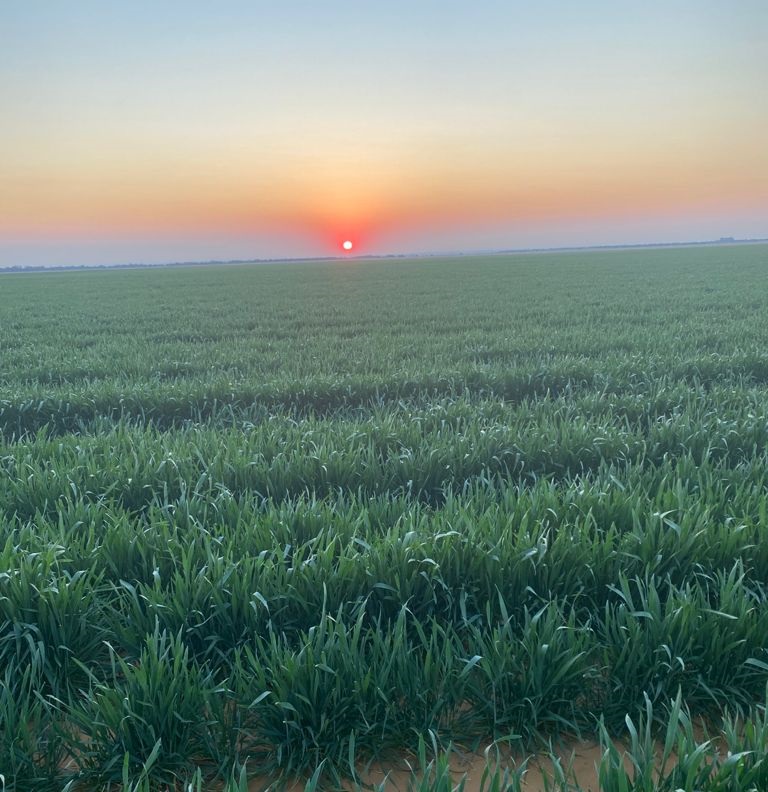 Reflections on South Africa’s 2021/22 winter crop production prospects