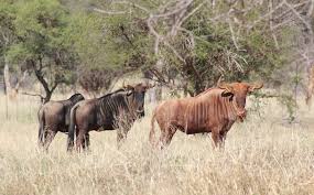 Wildebeest sleep and the mysteries of slumber