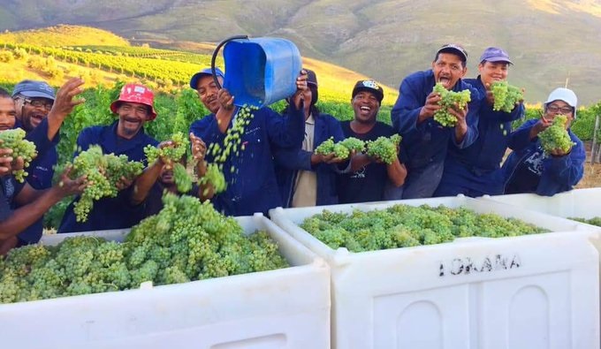 Wine Grape Growing in South Africa- Harvesting 
