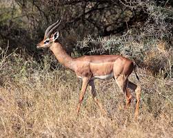  And then there is the Gerenuk…