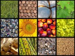 The availability of biomass fuels could be undermined by climate change