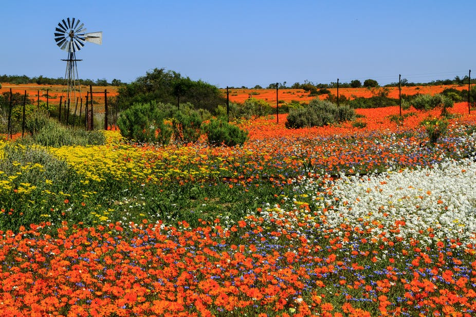 Southern Africa’s Namaqualand daisies are flowering earlier: why it’s a red flag